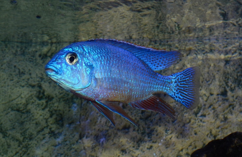 Protomelas taeniolatus 'Nkhata Bay'